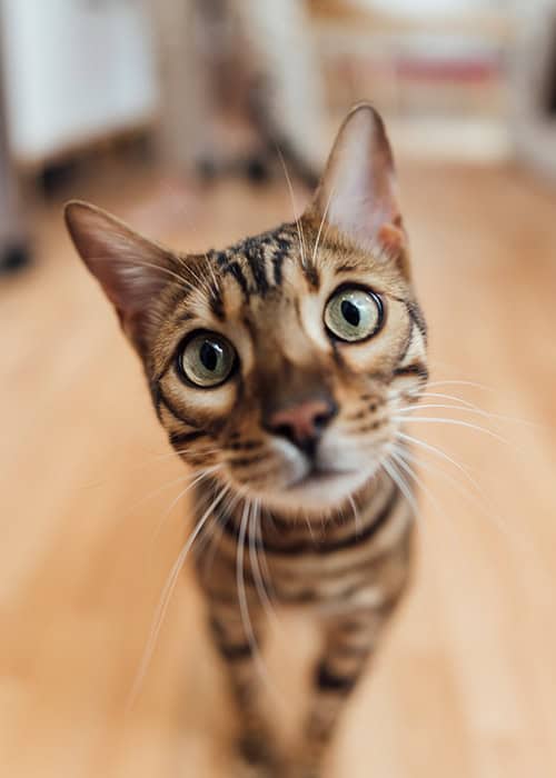 Bengal Cat Bengal Cat