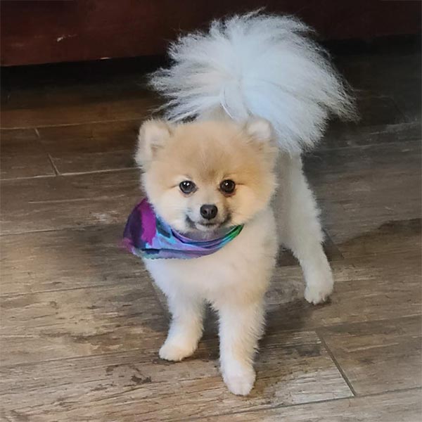 Wolfie after a haircut Wolfie after a haircut