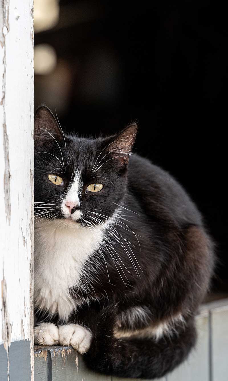 A black and white cat A black and white cat
