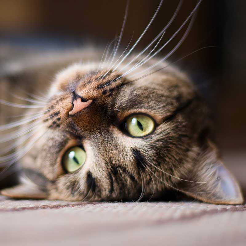 Kitty Kitty