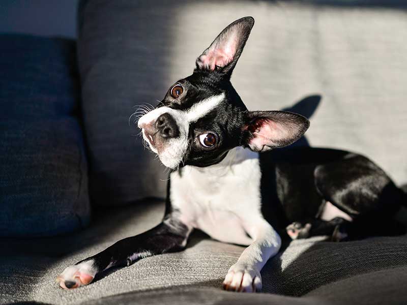 A white and black boston terrier A white and black boston terrier