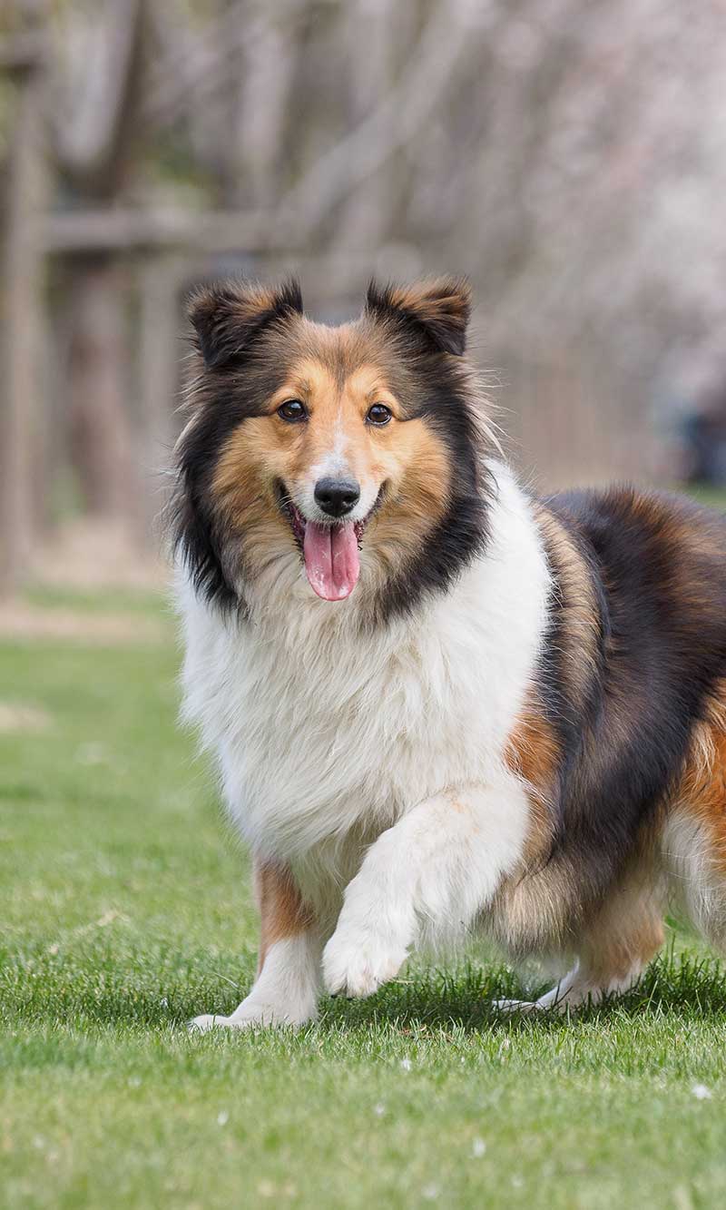 A Sheltie A Sheltie