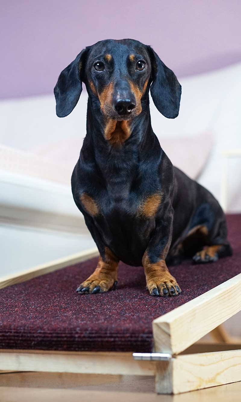 A dachshund sitting on a ramp A dachshund sitting on a ramp