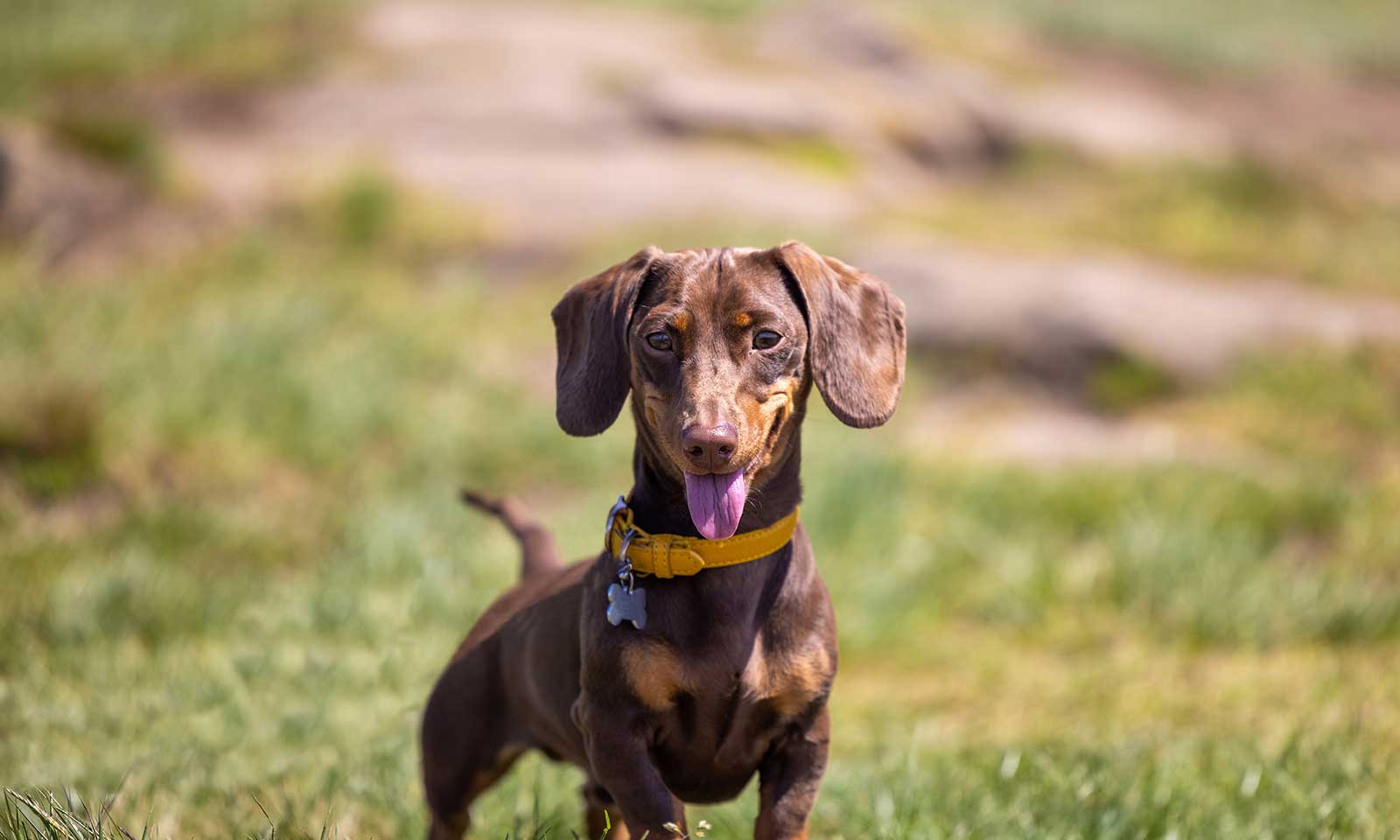 A small dog in a field