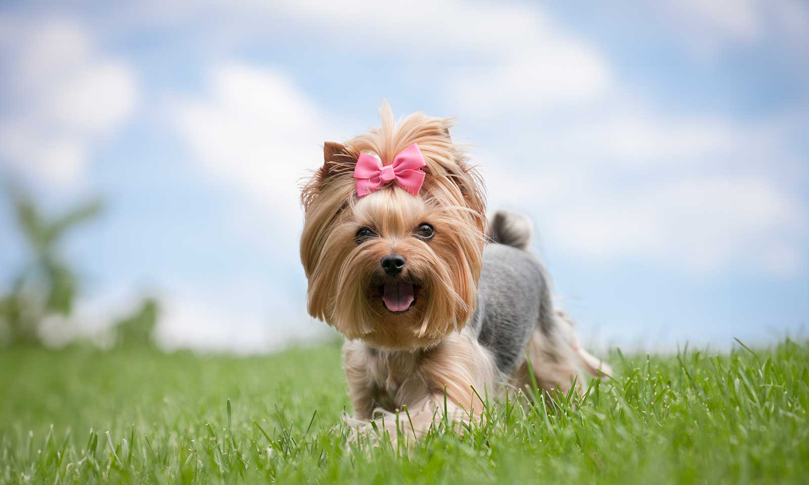 A pretty dog trotting outside