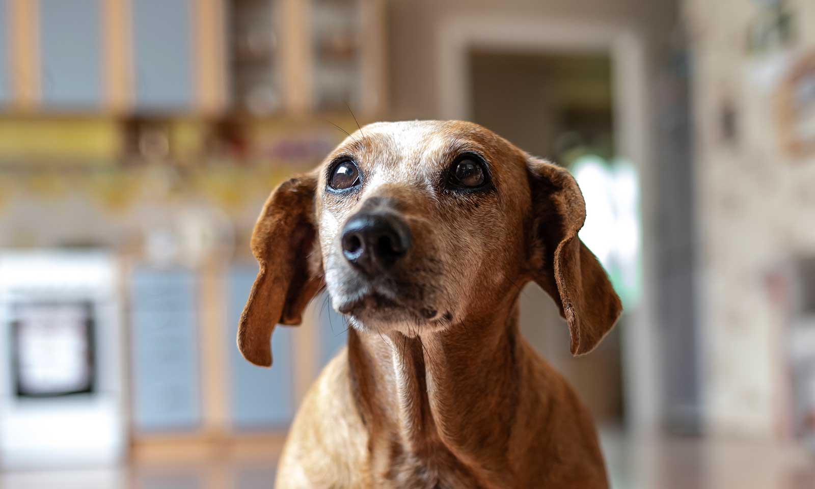 An older dog