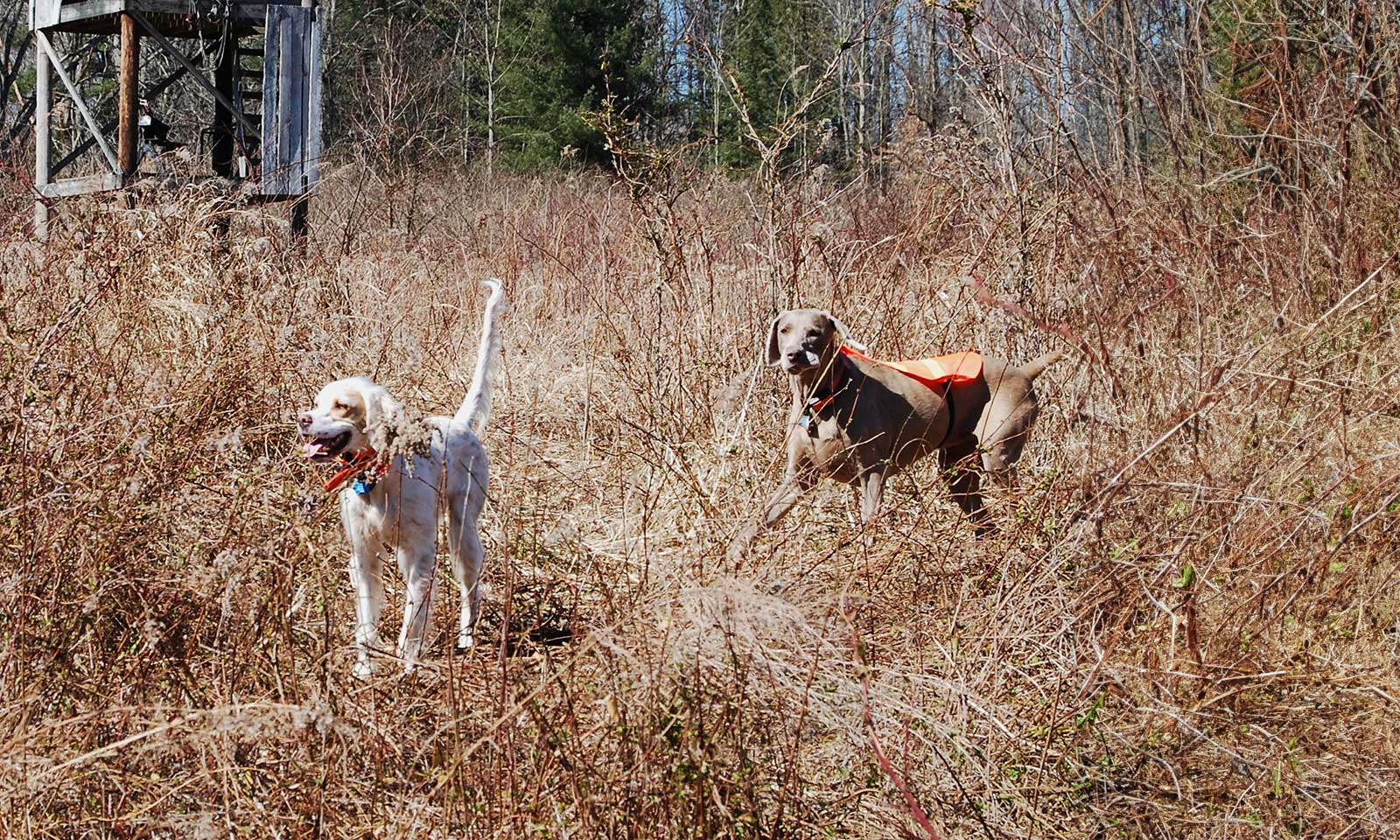 Two dogs in a field