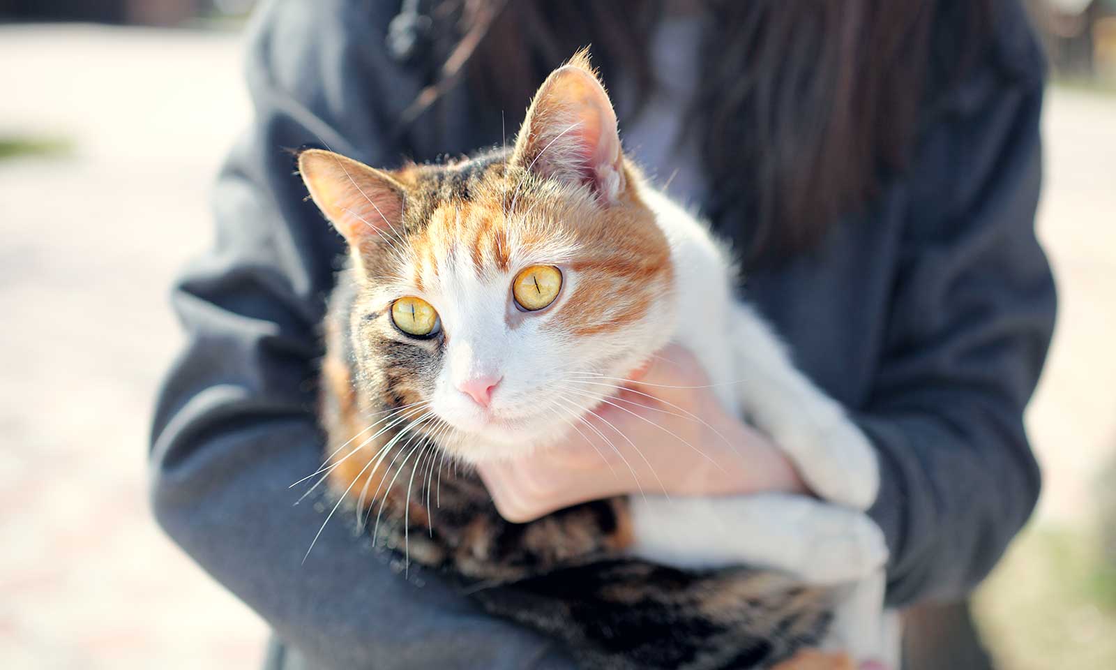 A cat being held