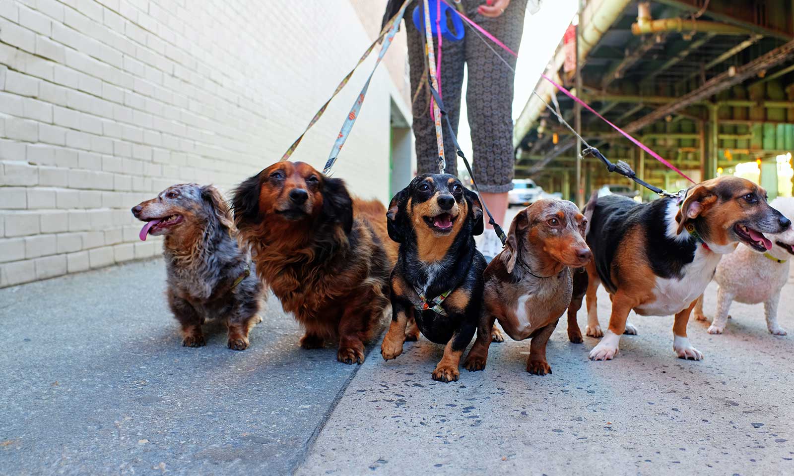 A pack of dachshunds on the prowl