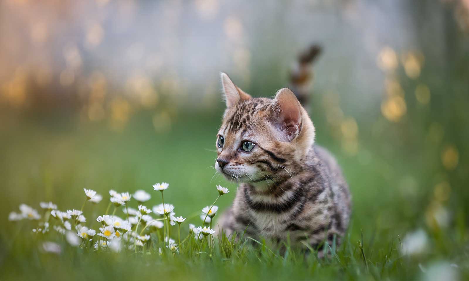 A kitten in a field