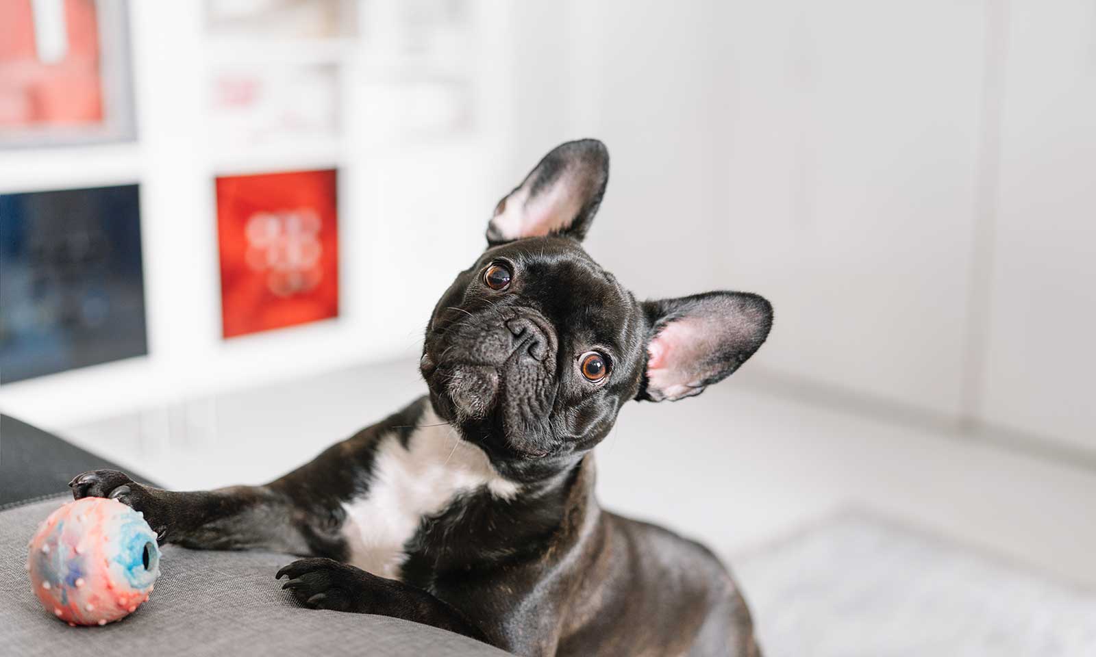 A french bulldog