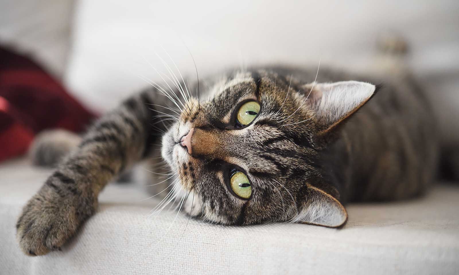 A sprawling cat