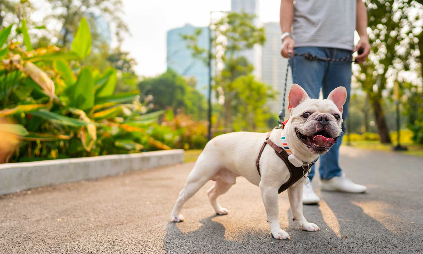 A person with a dog on a walk