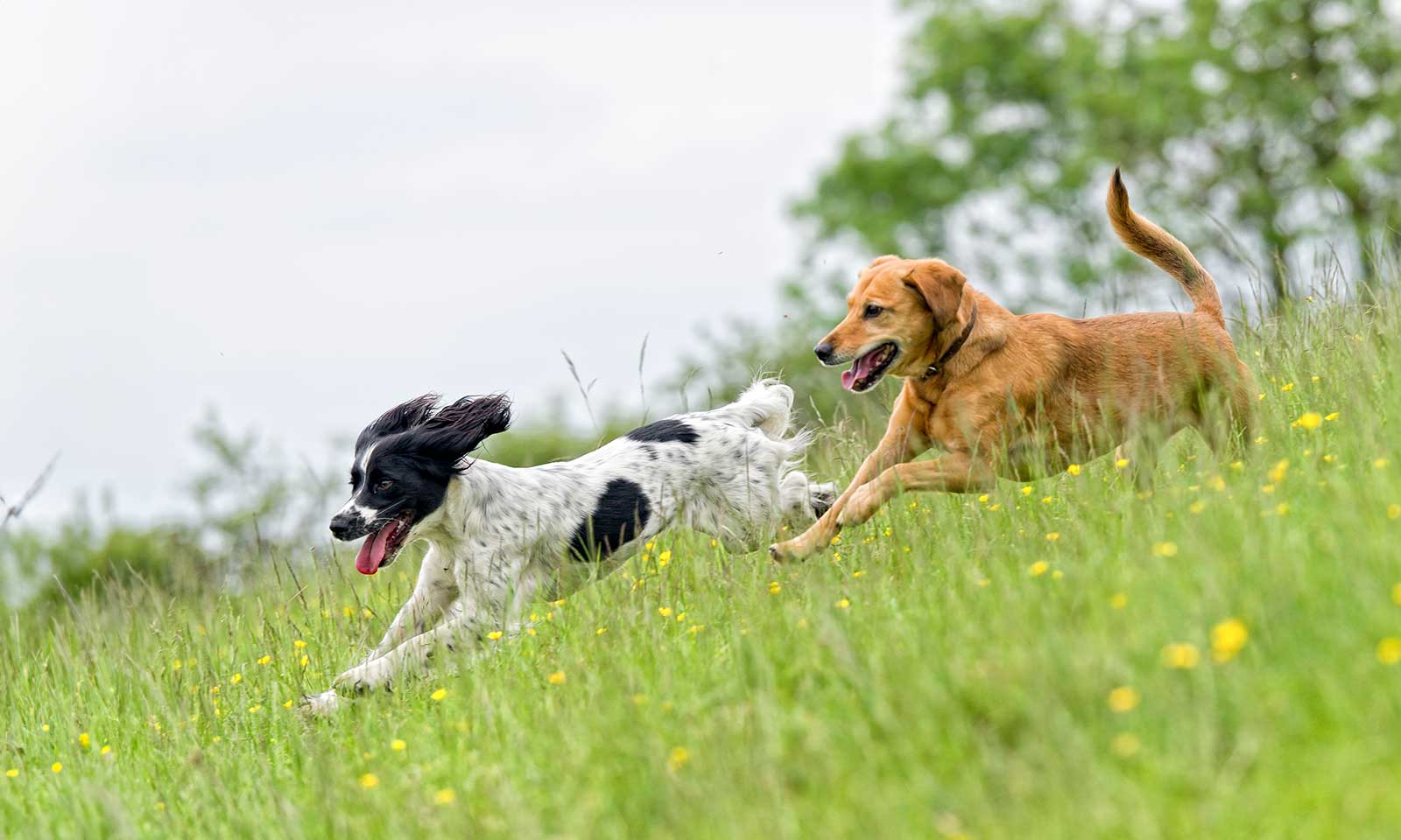 Dogs running in a field
