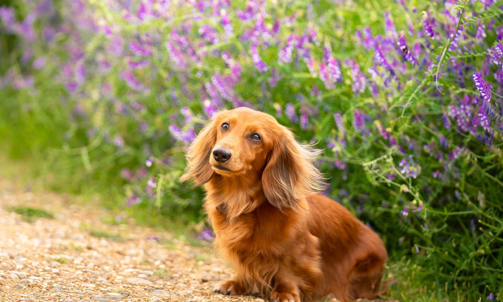 Dog in a garden
